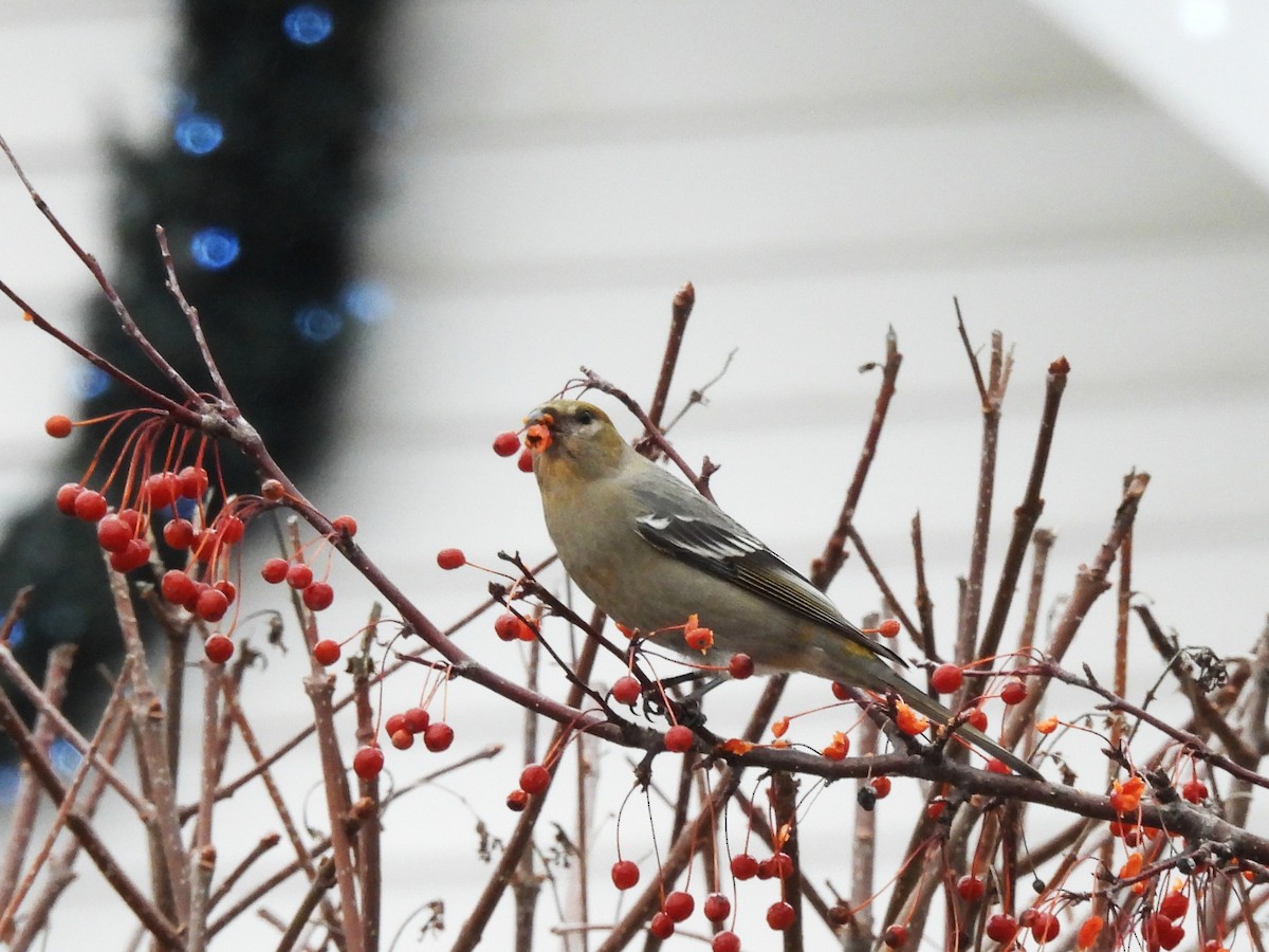 ギンザンマシコ - ML647657360