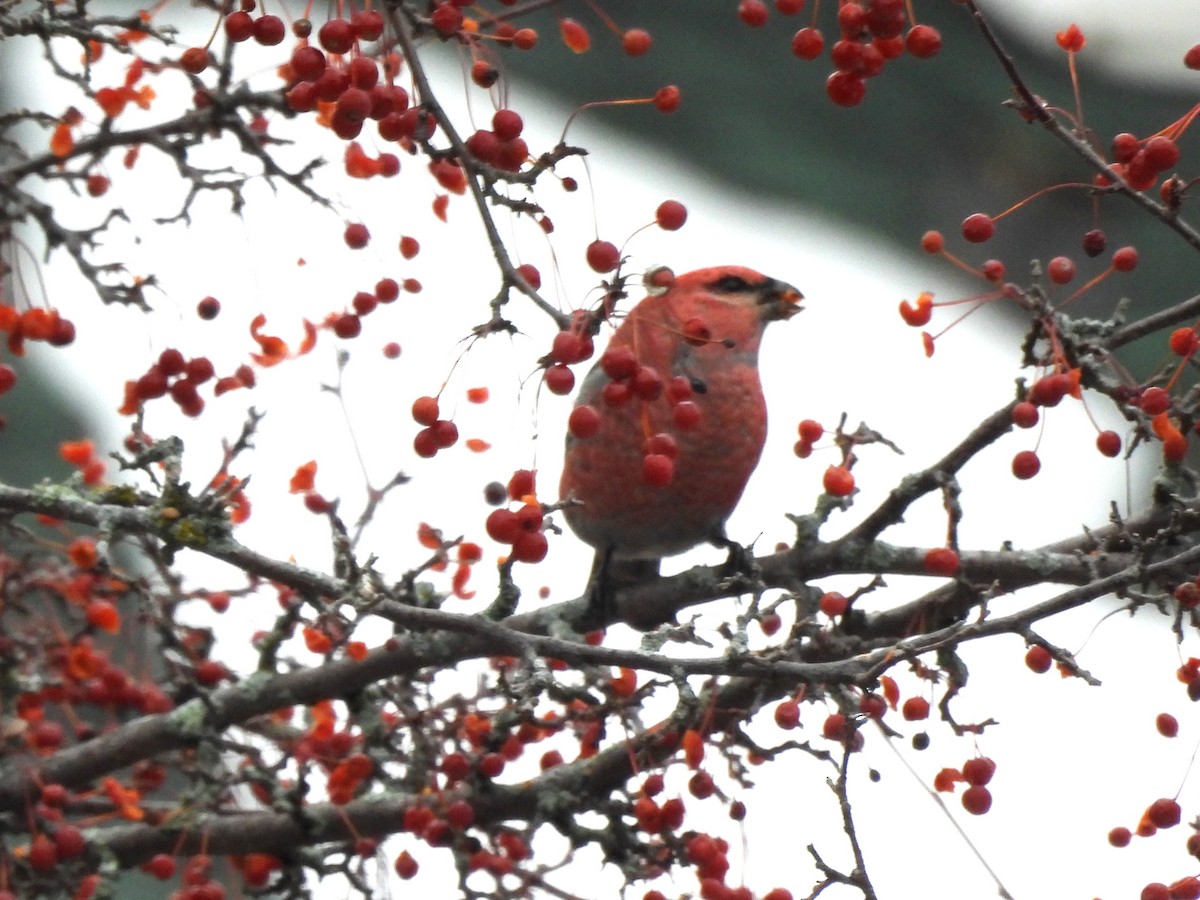 ギンザンマシコ - ML647657361