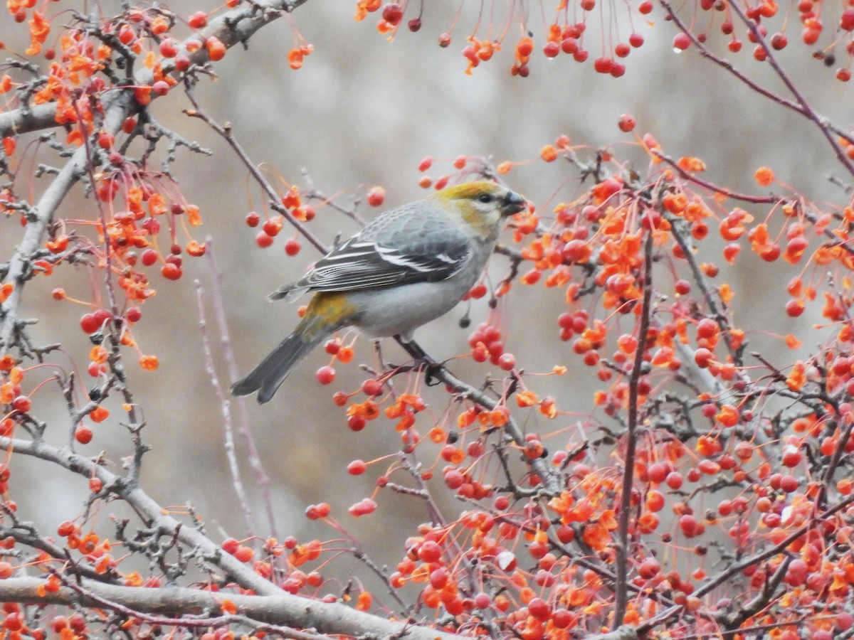 ギンザンマシコ - ML647657362