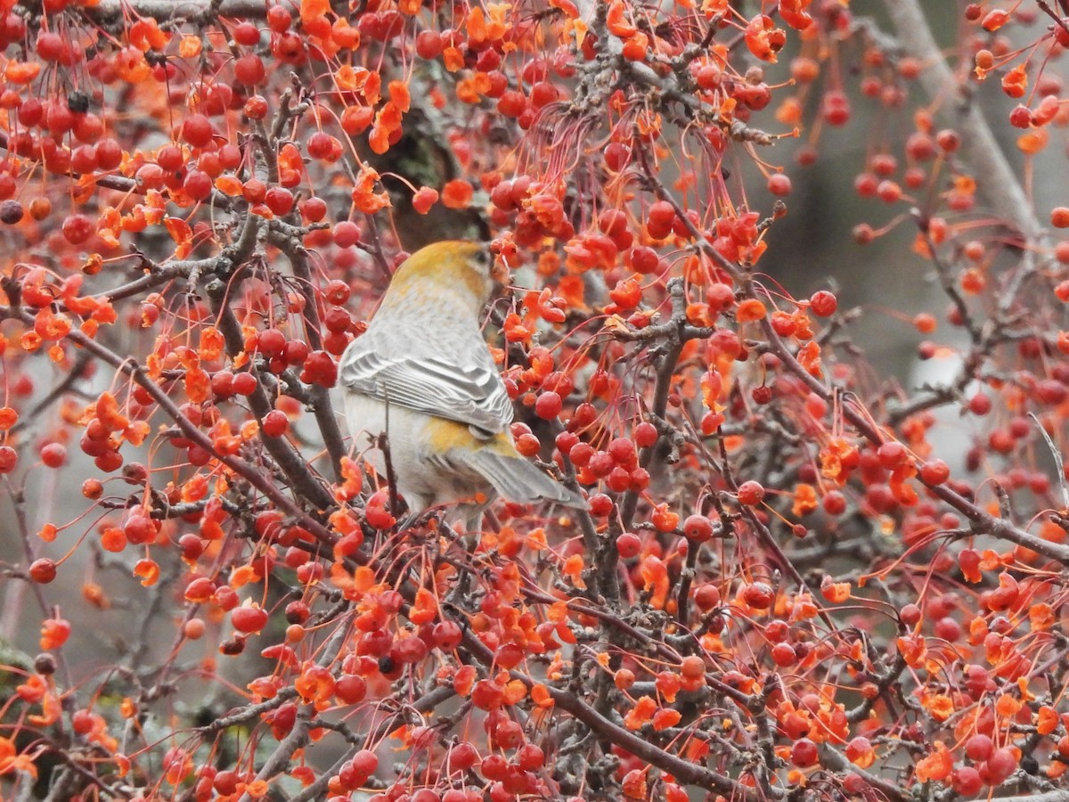 ギンザンマシコ - ML647657365