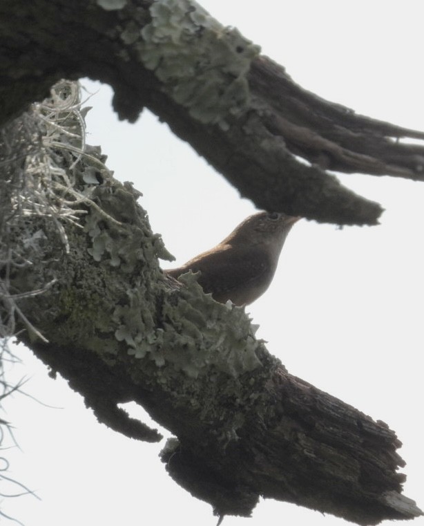 Northern House Wren - ML647657366