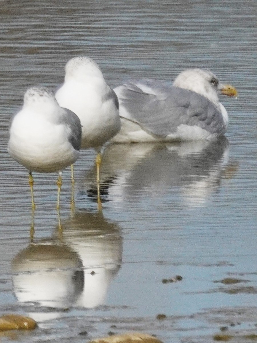 American Herring Gull - ML647657399