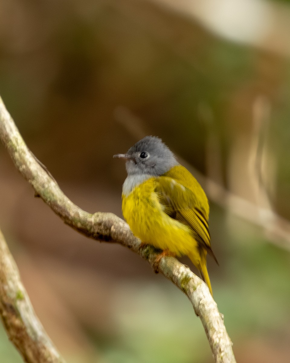 Gray-headed Canary-Flycatcher - ML647657404