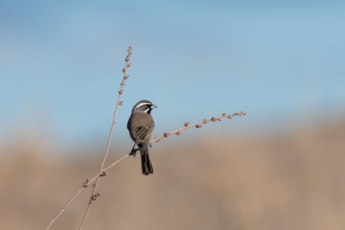 ノドグロヒメドリ - ML647657412