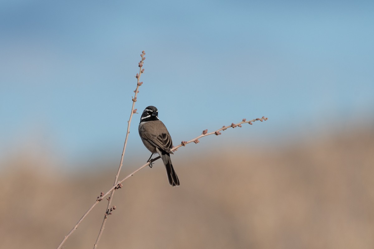 ノドグロヒメドリ - ML647657414