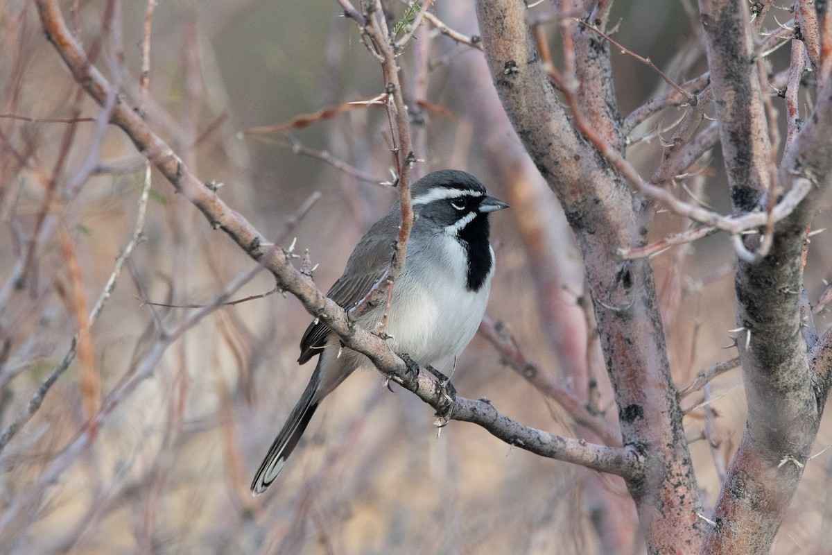 ノドグロヒメドリ - ML647657415