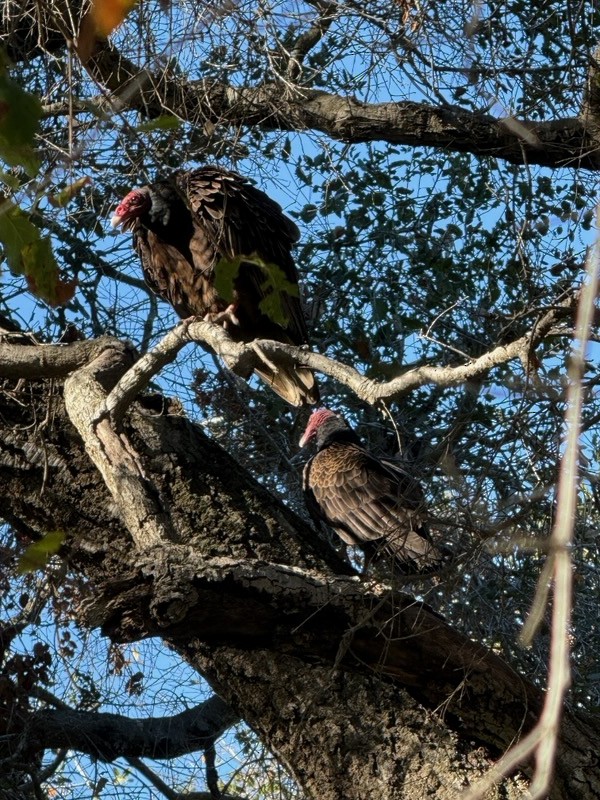 Turkey Vulture - ML647657422