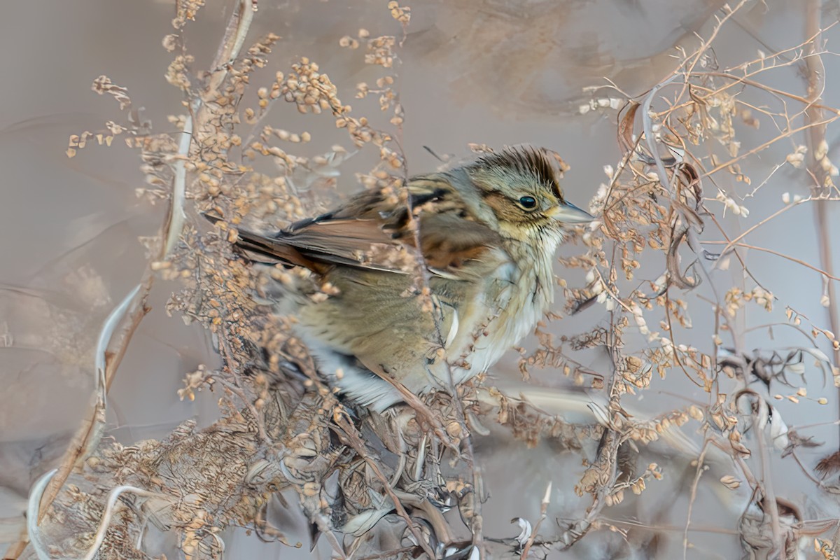 Swamp Sparrow - ML647657426