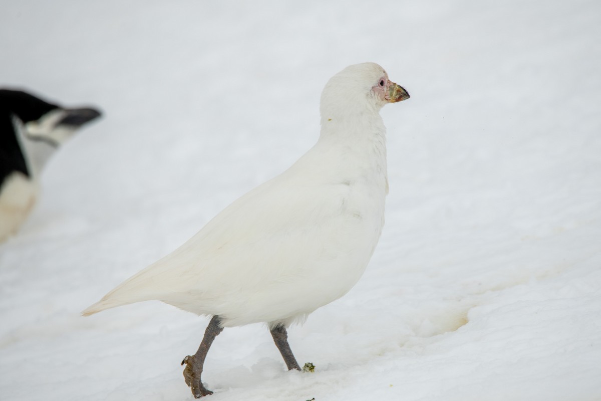 Snowy Sheathbill - ML647657430