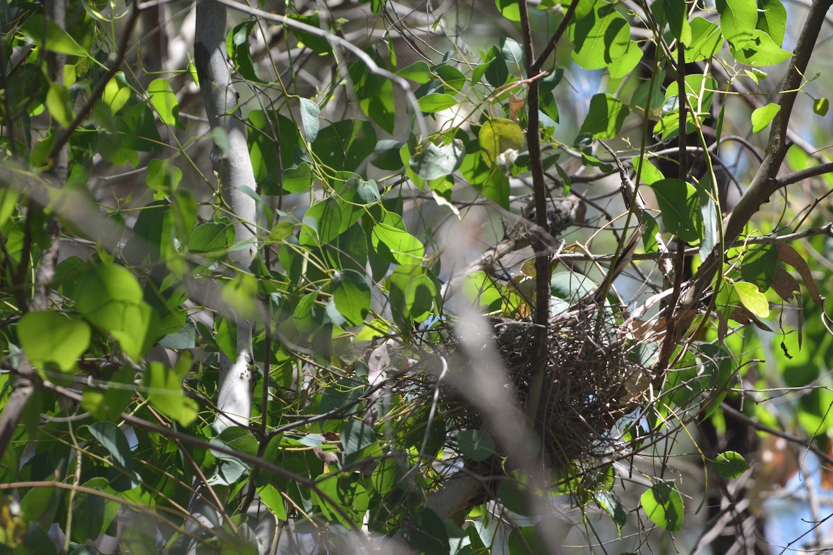 Red Wattlebird - ML647657433