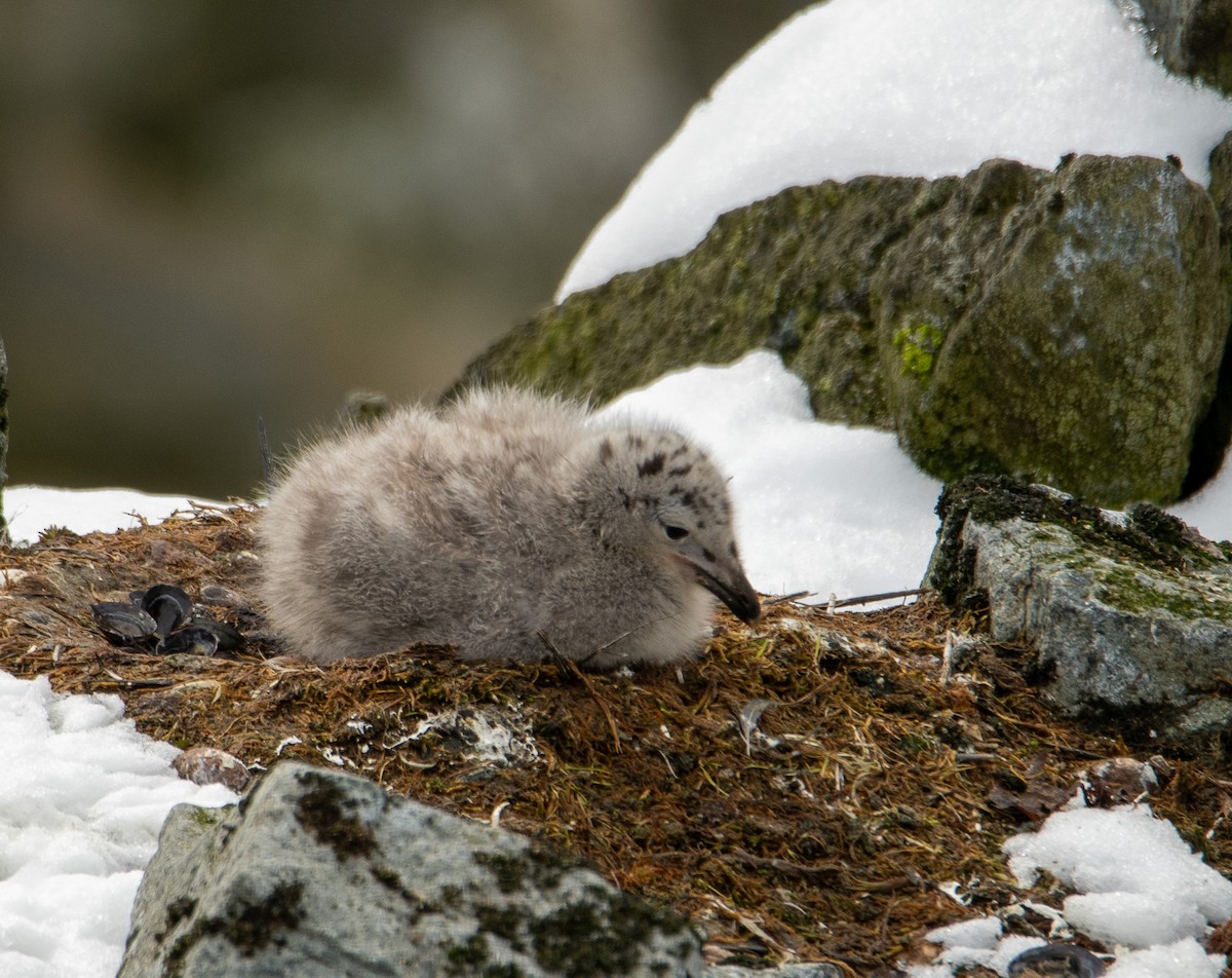 Kelp Gull - ML647657448