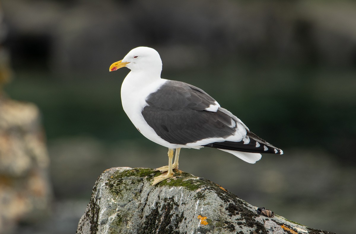 Kelp Gull - ML647657449