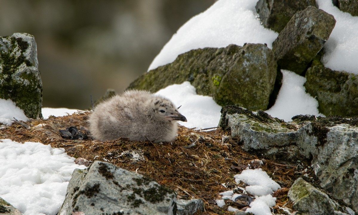 Kelp Gull - ML647657452