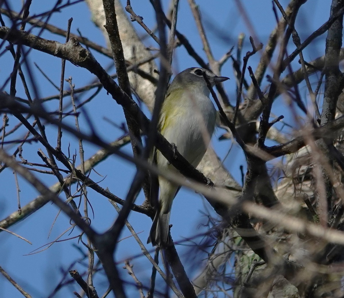 Blue-headed Vireo - ML647657458