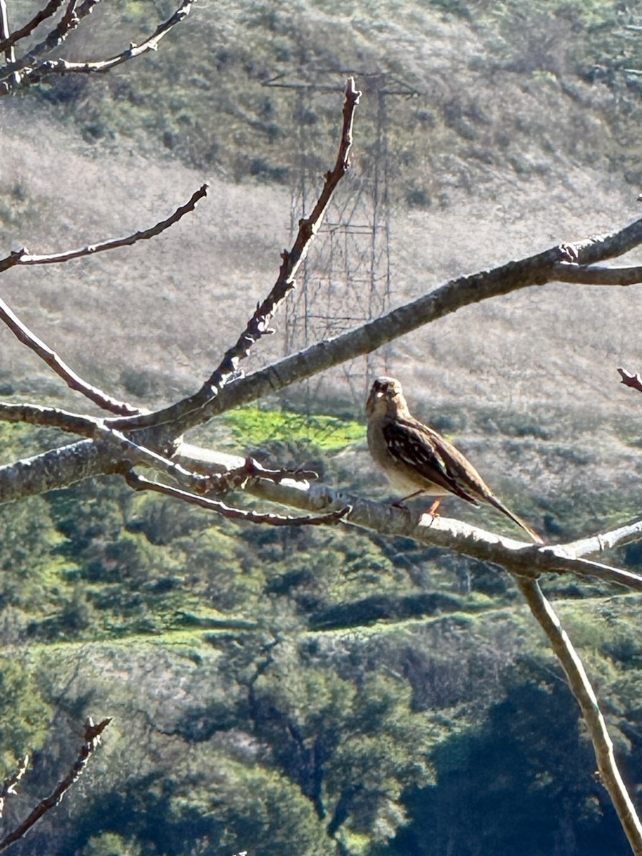 White-crowned Sparrow - ML647657459