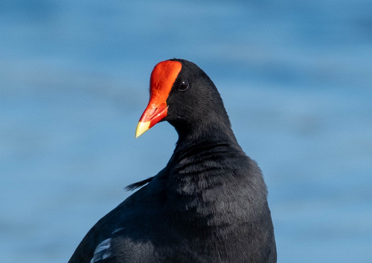 Common Gallinule - ML647657460