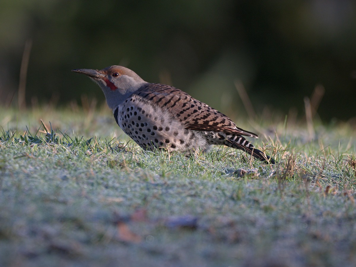 Northern Flicker (Red-shafted) - ML647657461