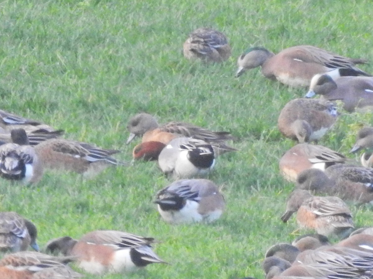 赤頸鴨 - ML647657463