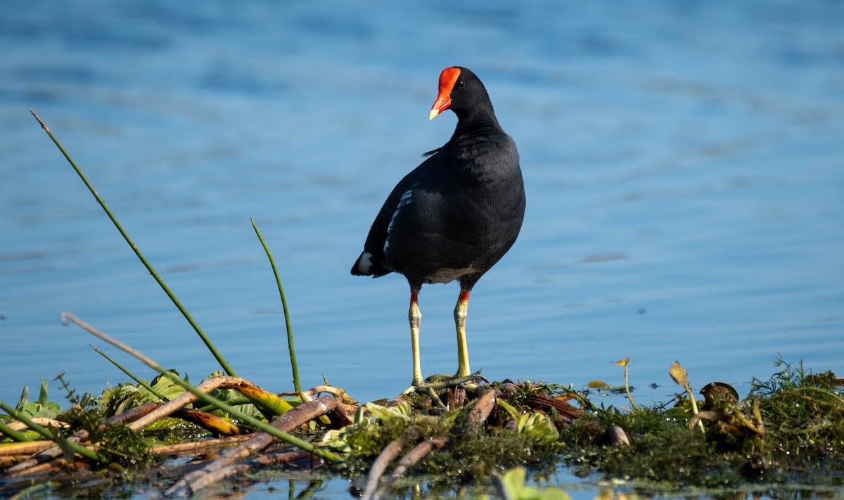 Common Gallinule - ML647657464