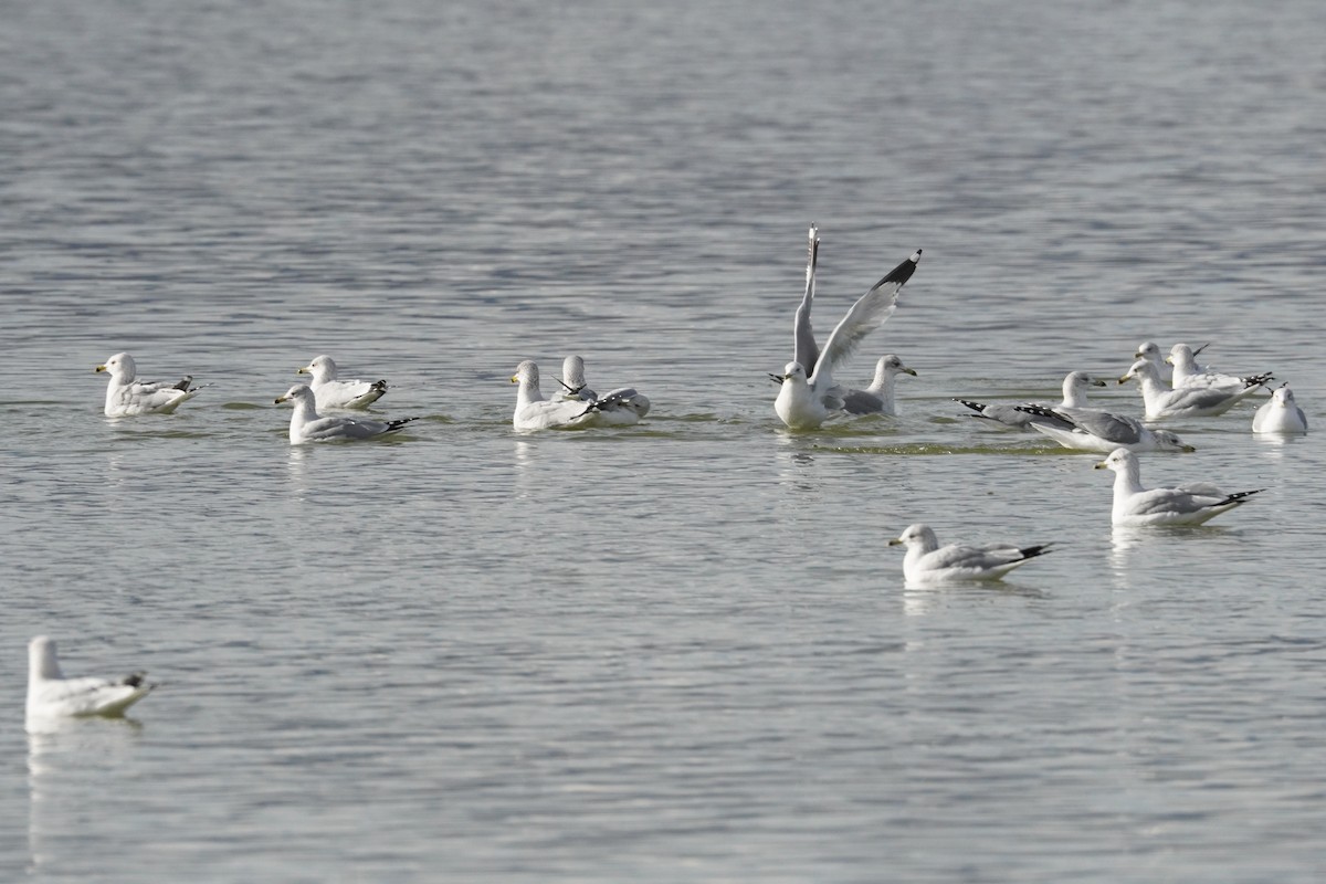 Ring-billed Gull - ML647657465