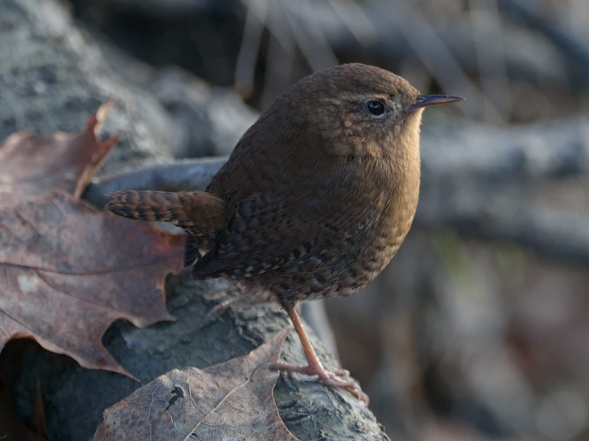 Pacific Wren - ML647657468