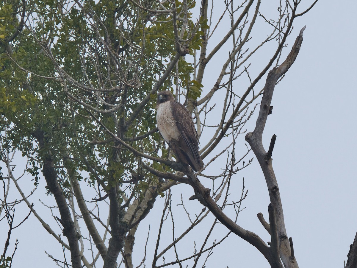 Red-tailed Hawk - ML647657470
