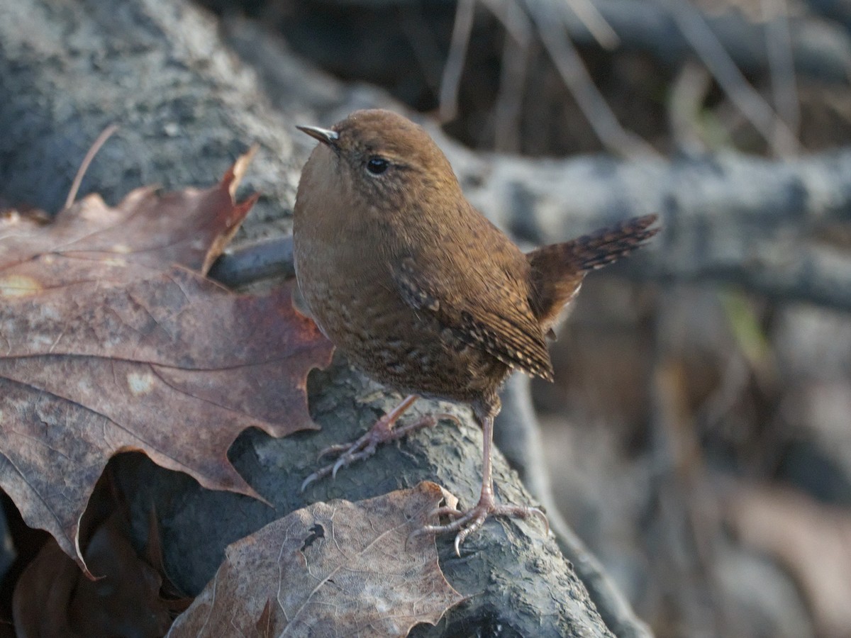 Pacific Wren - ML647657472