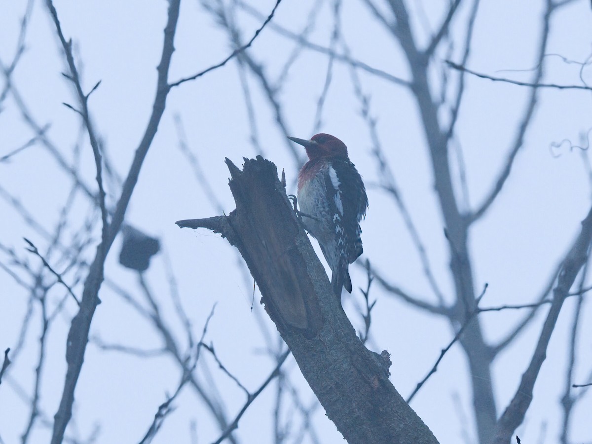 Red-breasted Sapsucker - ML647657473