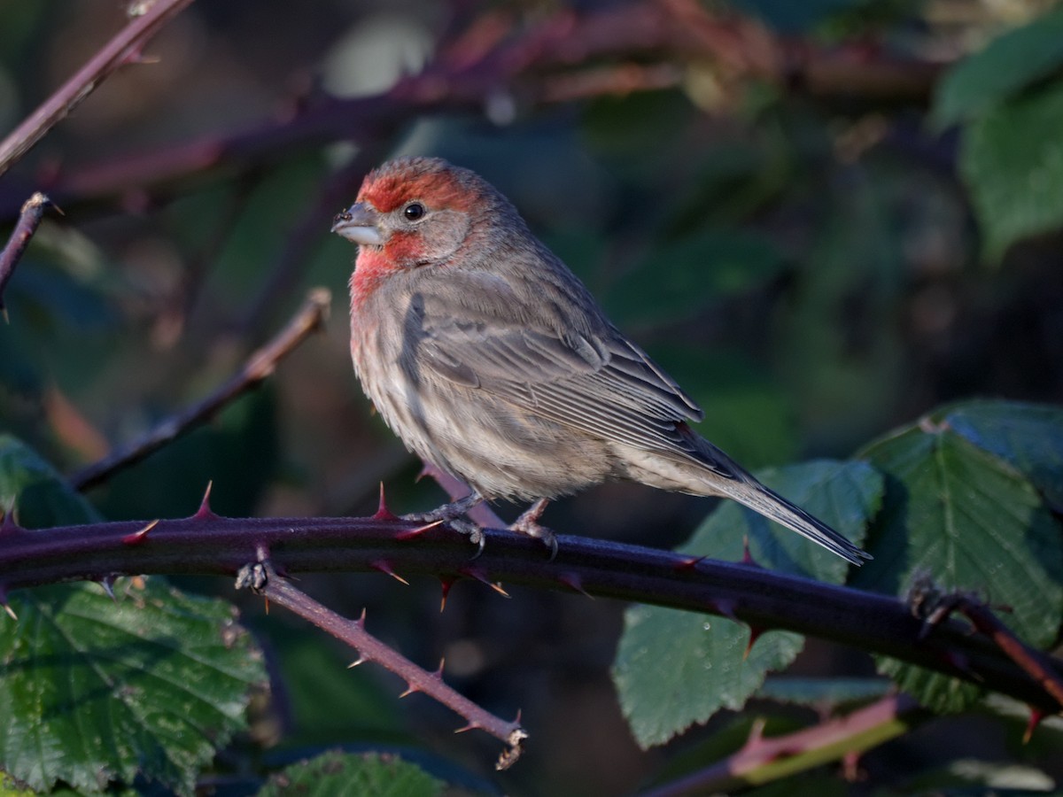 House Finch - ML647657475