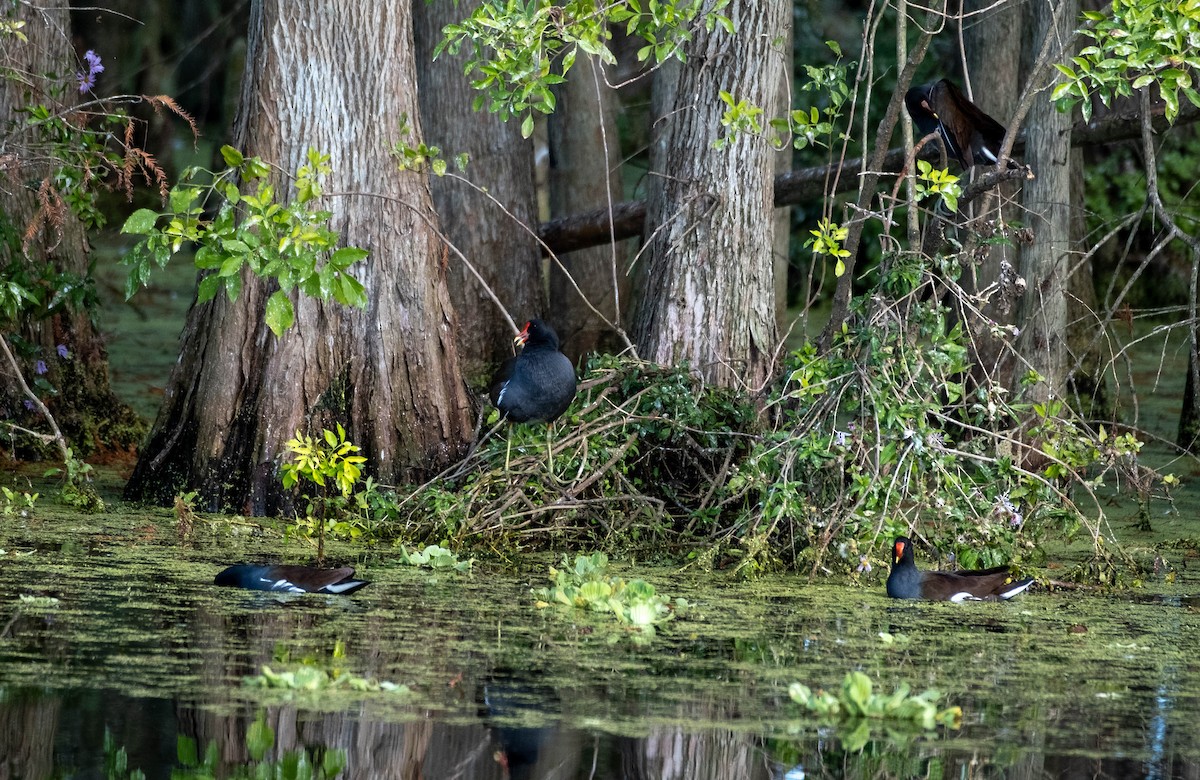 Common Gallinule - ML647657476