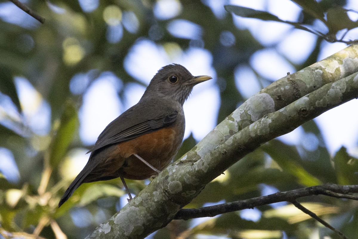 Rufous-bellied Thrush - ML647657477