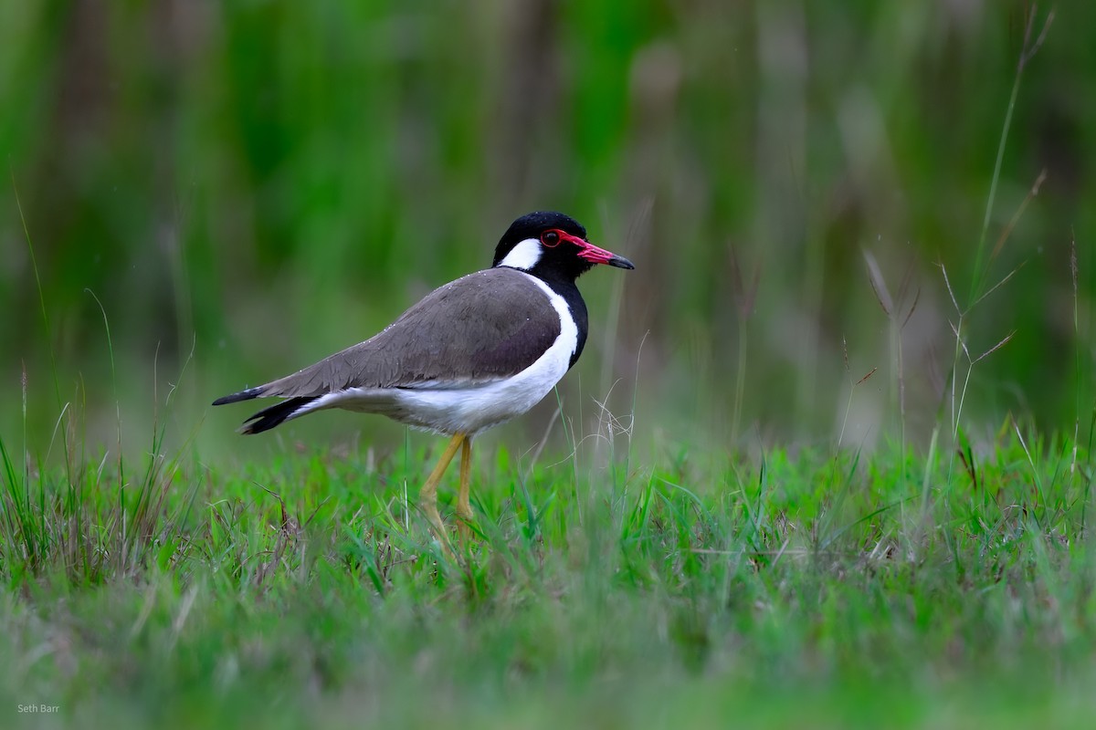 Red-wattled Lapwing (Black-necked) - ML647657478