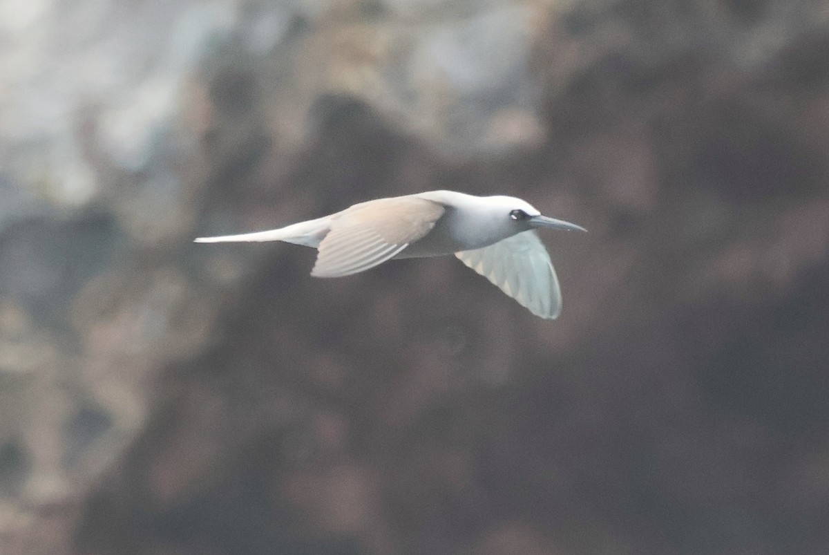 玄燕鷗 - ML647657479