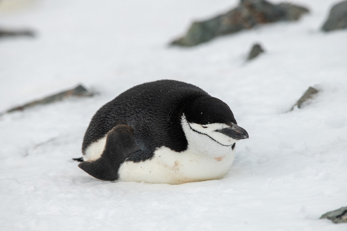 Chinstrap Penguin - ML647657482