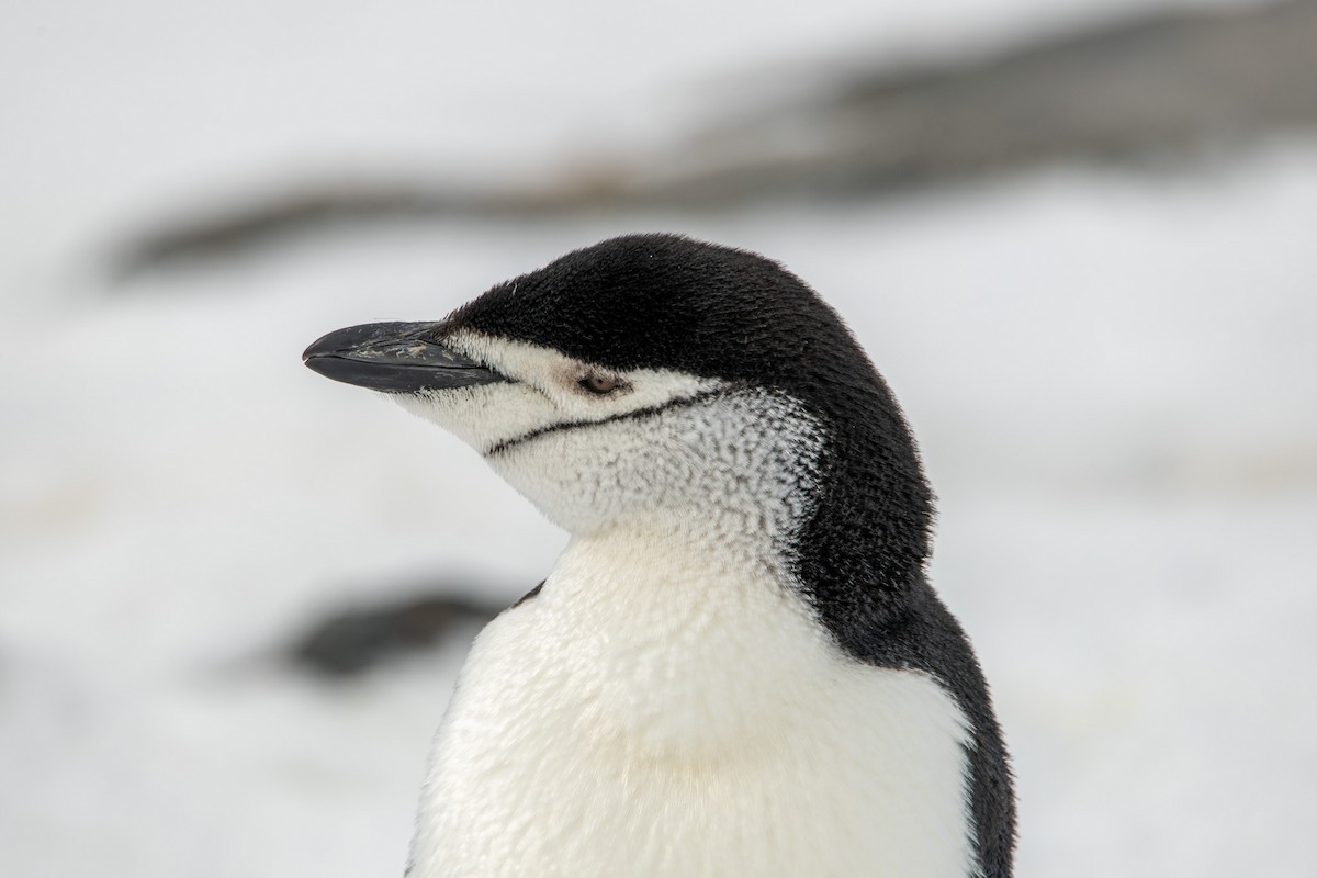 Chinstrap Penguin - ML647657485