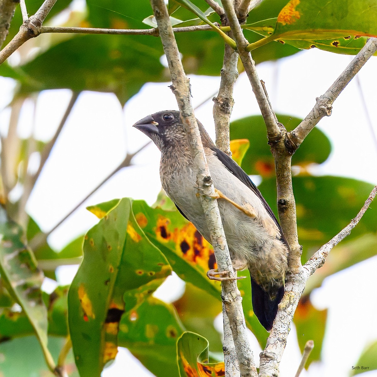 白腰文鳥 - ML647657487