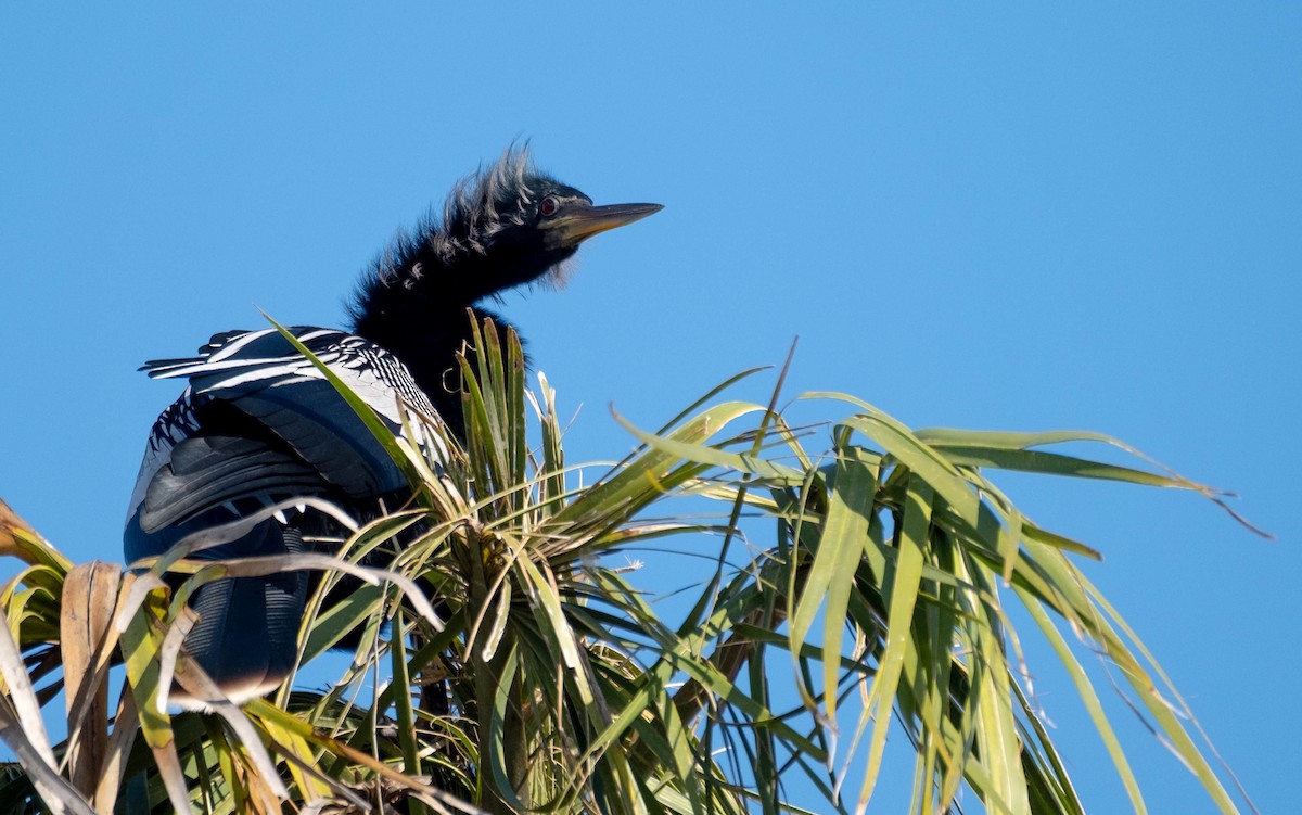 Anhinga - ML647657488