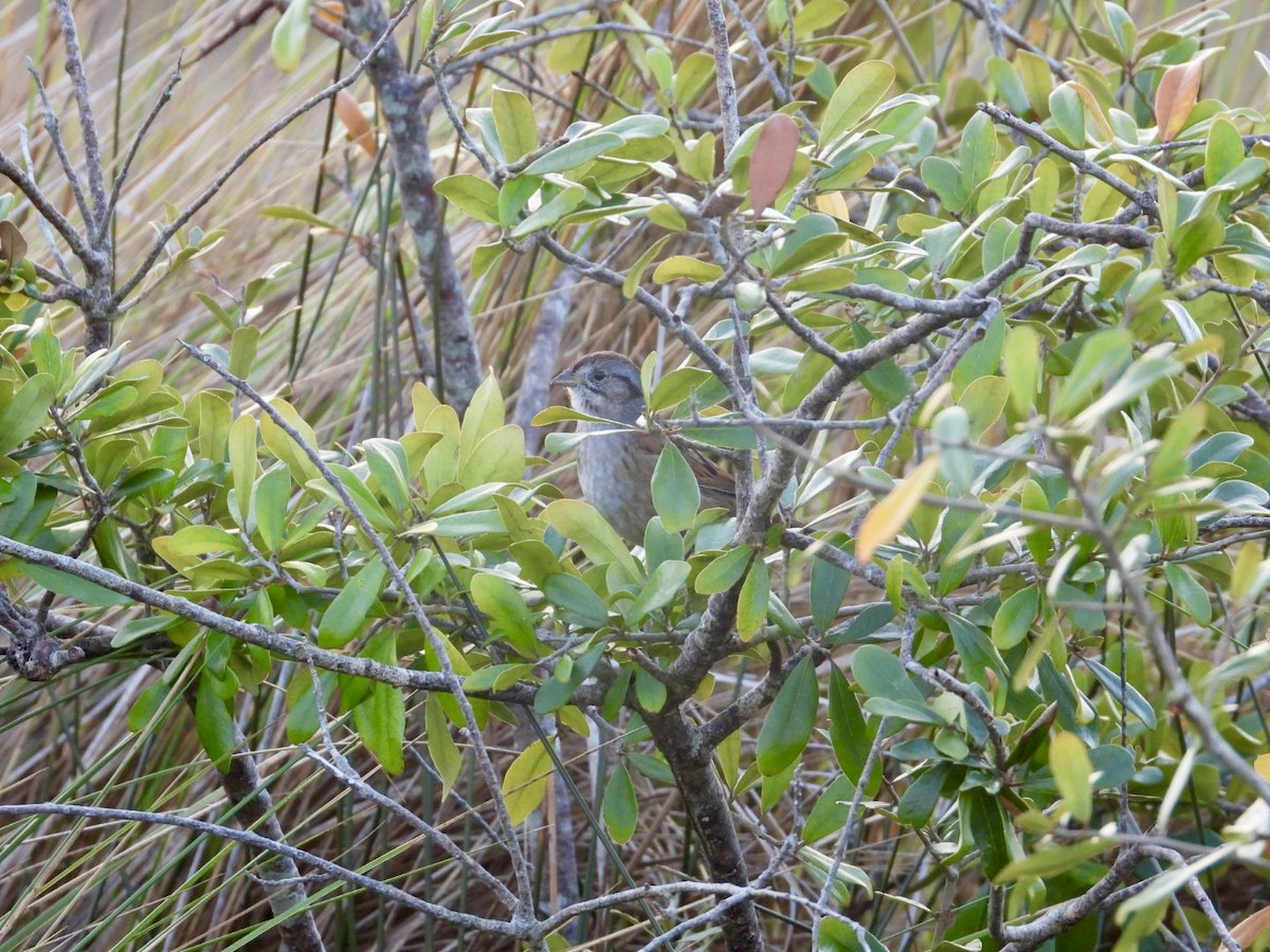 Swamp Sparrow - ML647657518