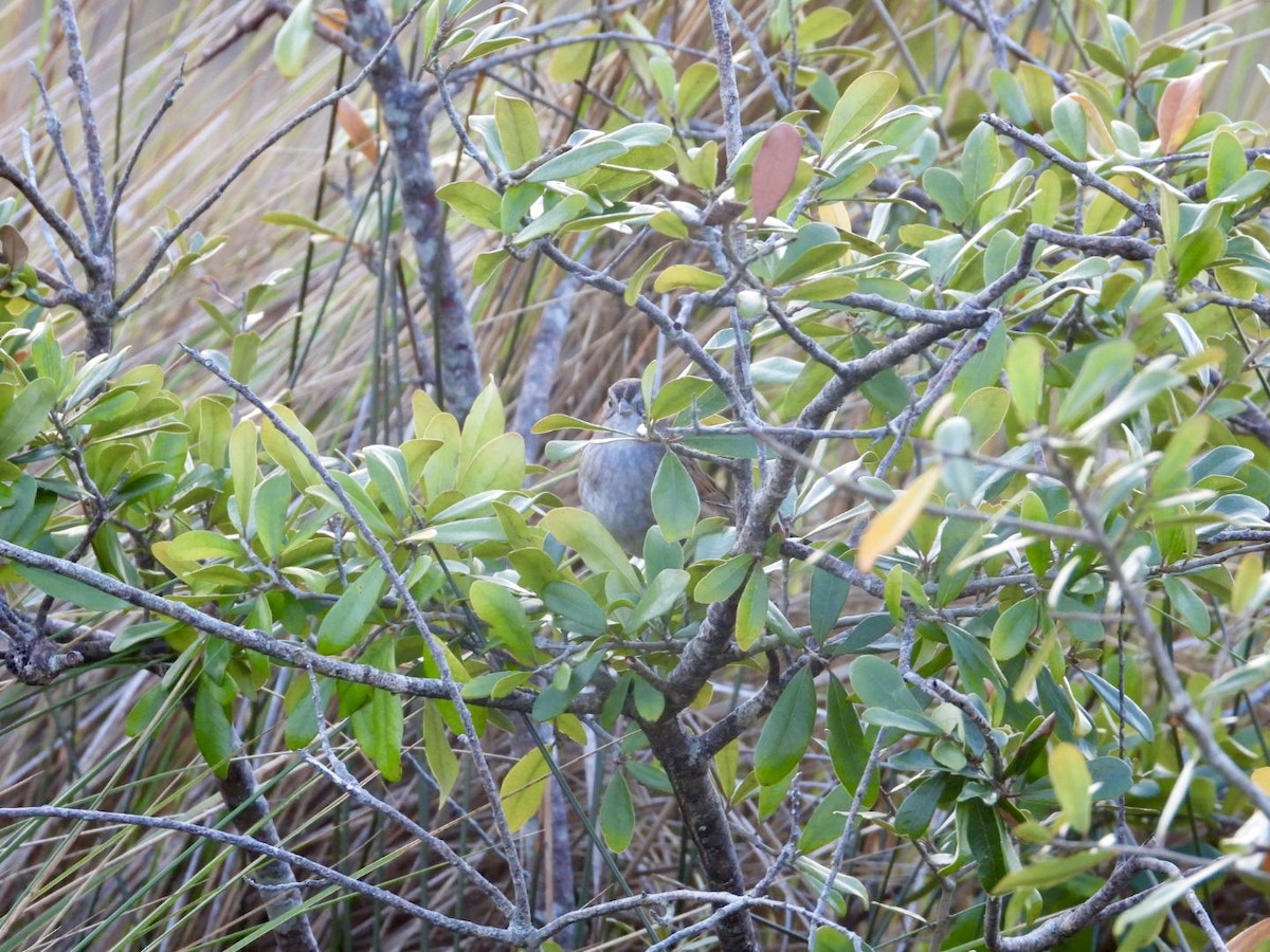 Swamp Sparrow - ML647657519