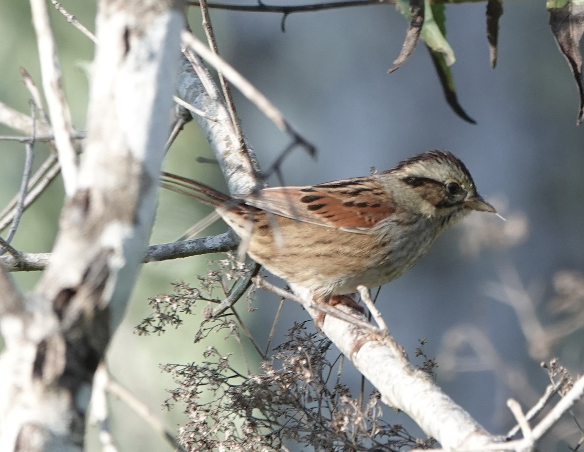 Swamp Sparrow - ML647657528