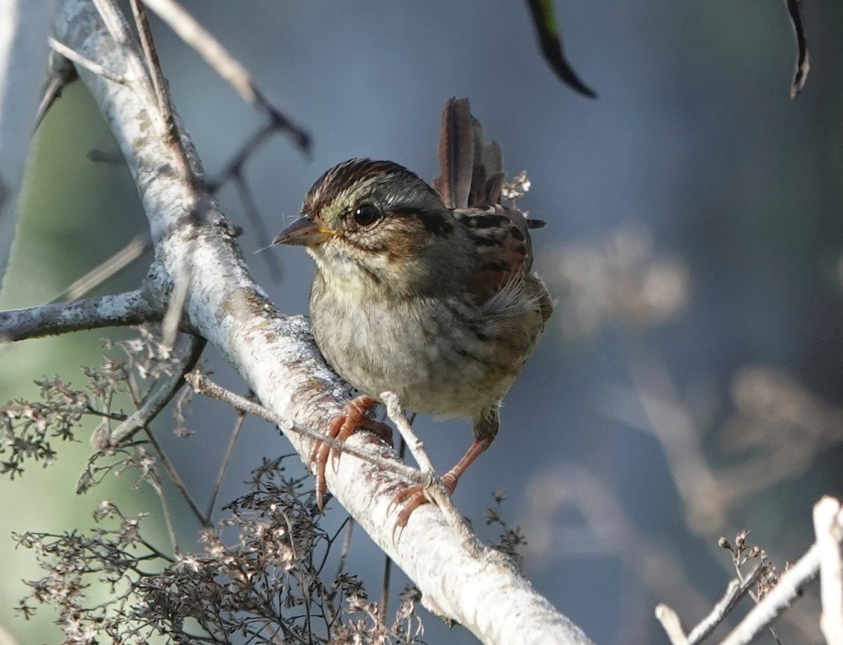 Swamp Sparrow - ML647657533