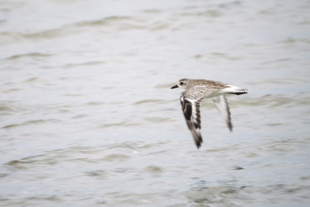 Black-bellied Plover - ML647657560