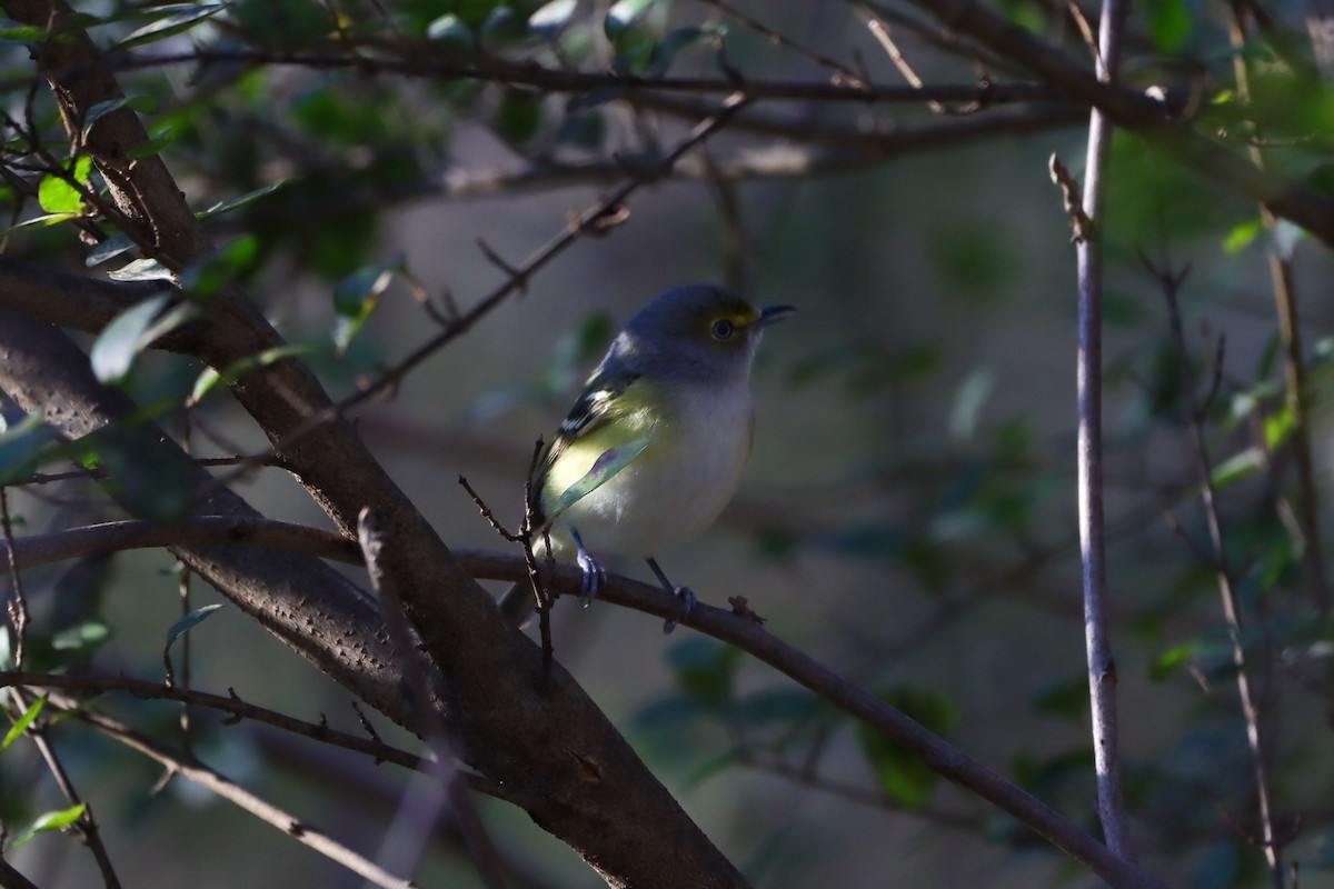 Weißaugenvireo - ML647657613