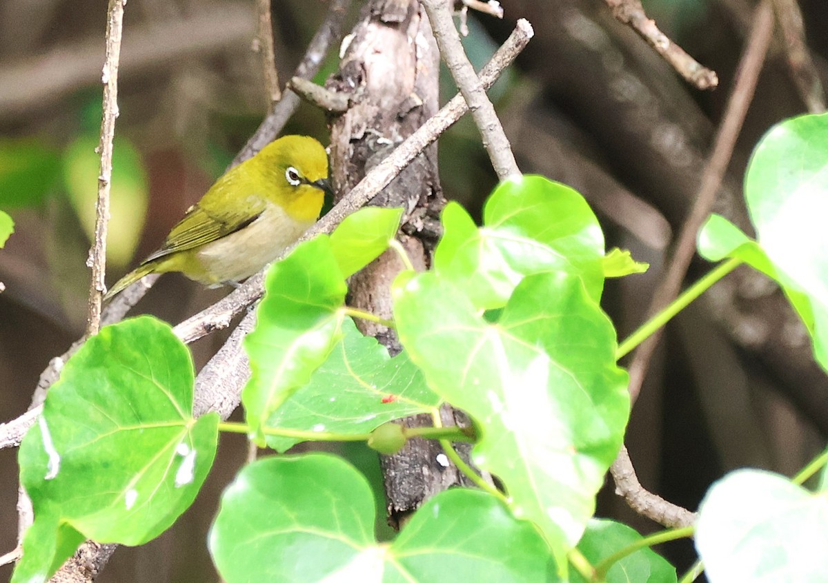 Warbling White-eye - ML647657627