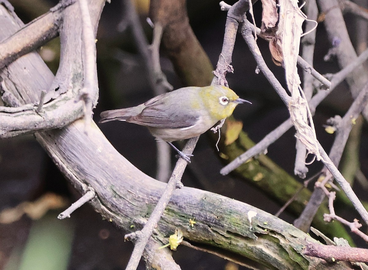 Warbling White-eye - ML647657637