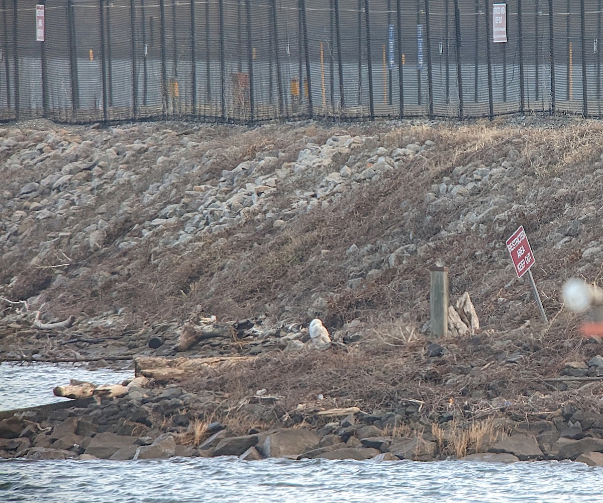 Snowy Owl - ML647657648