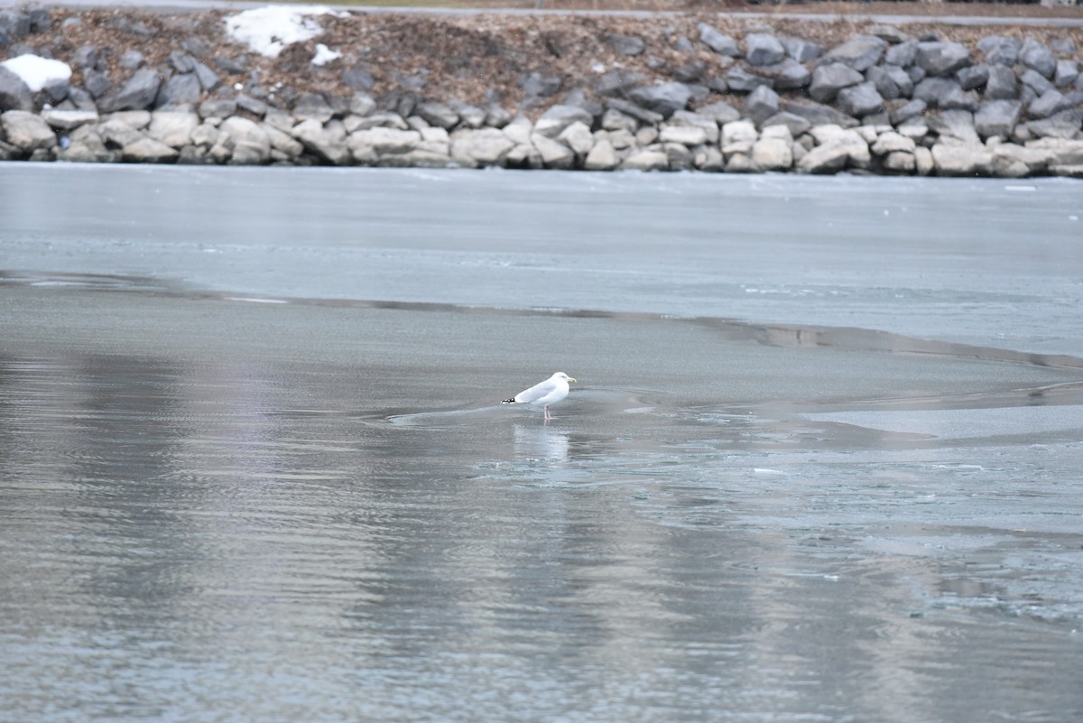 American Herring Gull - ML647657650