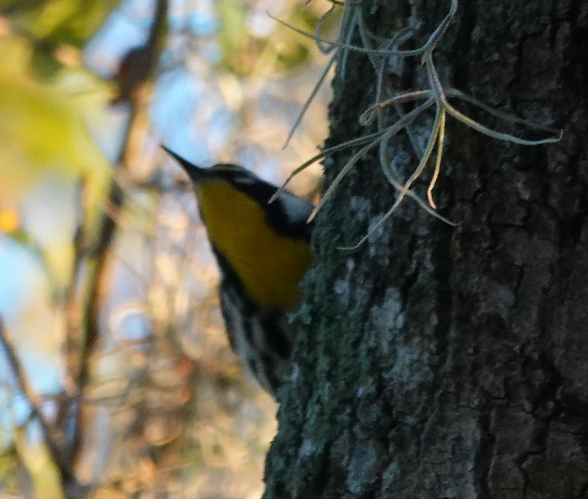 Paruline à gorge jaune - ML647657653