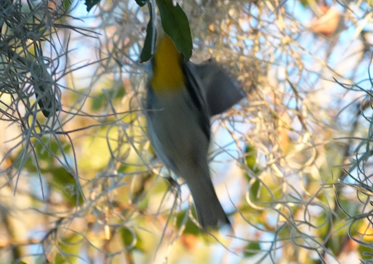 Paruline à gorge jaune - ML647657654
