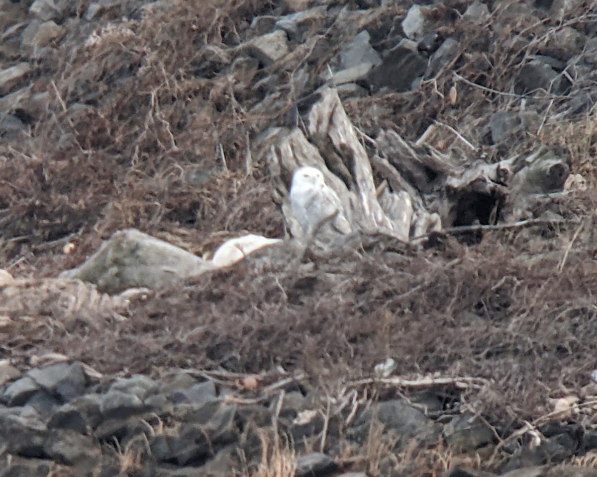 Snowy Owl - ML647657659